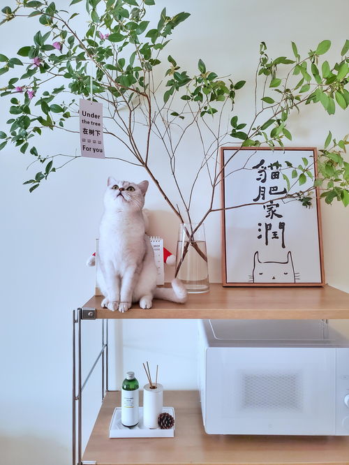 寵物用品如何收納？規劃整理師教你巧用寵物衣架